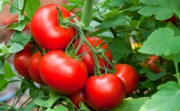 Hvordan dyrke Maryina Roshcha-tomaten på riktig måte: anmeldelser, bilder og utbytte av en tidlig modnende hybrid