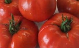 Pourquoi les tomates Minusinsk sont-elles précieuses ?