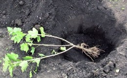 Una guía para plantar grosellas en otoño para jardineros principiantes.