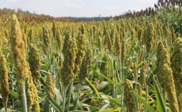 Was ist Sorghum, wie wird es angebaut und wo wird es verwendet?