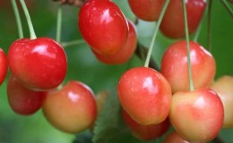 Uma variedade de cereja de maturação precoce, rosa Bryansk, resistente ao frio e às doenças.