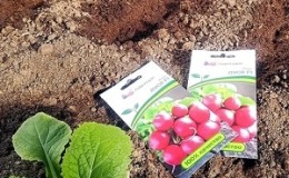 Planting radishes in August - when to plant and is it possible to do it?