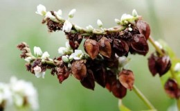 What is the difference between buckwheat and buckwheat