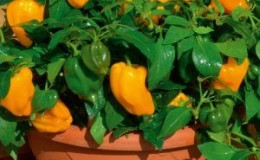 How to grow peppers in pots: photos, growing technology and useful tips