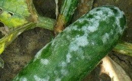 Come affrontare la peronospora sui cetrioli: regimi di trattamento