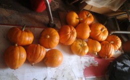 Una variedad con aroma a melón y alto rendimiento: la calabaza rusa y los secretos de su cultivo.