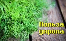 Невероватно, али истинито: лековита својства копра су запањујућа