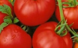 Apakah yang baik dan mengapa ia bernilai menanam tomato Moskvich yang masak awal, berbuah tinggi dan tahan penyakit dan cuaca