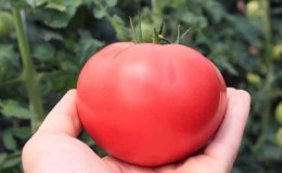 En anerkjent favoritt blant gartnere er Rosy Cheeks-tomaten.