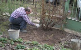 Cómo podar adecuadamente las grosellas en primavera para obtener una buena cosecha.