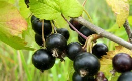 Les feuilles de cassis jaunissent en juin : pourquoi cela arrive-t-il et que faire dans ce cas