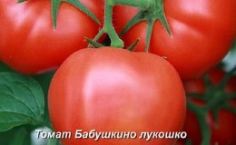 Kegemaran di kalangan penduduk musim panas untuk tumbuh di rumah hijau ialah tomato Babushkino Lukoshko.