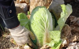 Harvesting in a timely manner: when to harvest Chinese cabbage from the garden and what determines the harvest time