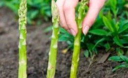 Quando e come trapiantare correttamente gli asparagi in autunno