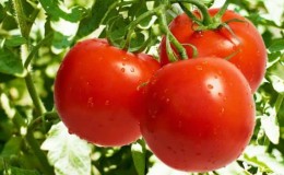 Methods for gartering tomatoes in open ground: how to do it correctly and is it necessary at all?