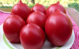 Palet keseluruhan di taman dalam satu varieti - tomato De Barao dan rahsia menanamnya