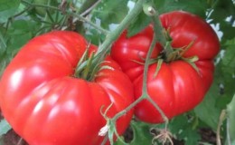 Sykdoms- og skadedyrbestandig tomatvariant Gigant Novikova