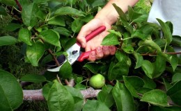 Instructions for pruning an apple tree in summer for novice gardeners