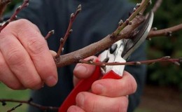 How to properly prune an apricot in the fall and why it is needed