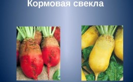 What is the difference between fodder beet and sugar beet: difference in appearance, areas of application and other parameters