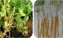 The most common pests and diseases of peas, as well as effective methods for preventing and getting rid of them