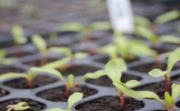 Hoe en wanneer bieten voor zaailingen planten: timing van het zaaien van zaden en verdere verzorging ervan