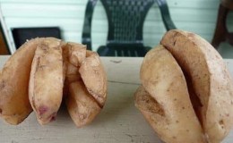 What to do if potatoes burst and crack in the ground, why does this happen?