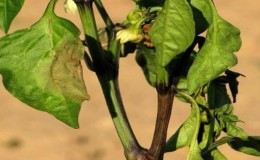 Maßnahmen zur Bekämpfung der Fusarium-Pfefferwelke und zur Verhinderung des Auftretens der Krankheit