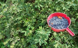 Características del cuidado de la madreselva después de la cosecha en julio.