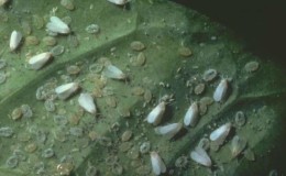 How to get rid of whiteflies in a greenhouse on cucumbers: the most effective methods of control and prevention