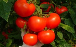 Jika anda ingin mendapatkan penuaian awal tomato berair dan manis, tanam tomato Eijen f1 tanpa banyak kerumitan