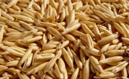 ¿Qué es la avena forrajera y las características de su cultivo?