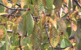 Per què les fulles de cirerer es tornen grogues al juliol i com tractar l'arbre correctament