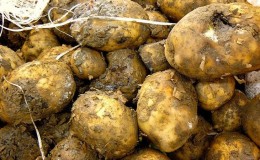 Vad ska man göra om potatis ruttnar i källaren, varför detta händer och hur man förhindrar problemet