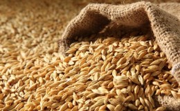 The incredible benefits of barley for the human body