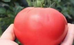 Hibrid unik dengan buah-buahan yang lazat, seperti dalam gambar - tomato Hadiah untuk wanita dan nuansa menanamnya