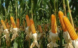 Ang pinakamahusay na mga varieties ng Pioneer corn seeds: mga katangian, presyo at mga tip sa pagpili