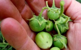 Wanneer en hoe aardappelzaden op de juiste manier uit bessen te verzamelen