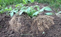 Cultivo de batatas usando o método chinês