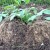 Growing potatoes using the Chinese method