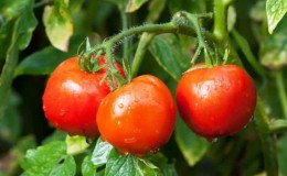 Early ripening, high-yielding and versatile tomato Dubok: growing instructions from A to Z