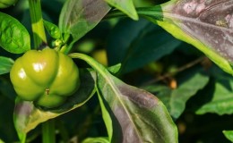 Warum sich Paprika lila verfärbt: Ursache ermitteln und wirksam bekämpfen