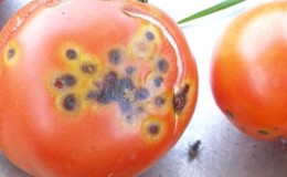 Wat te doen als er bruine vlekken op tomaten verschijnen: foto's van aangetaste tomaten en manieren om ze te bewaren