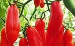 Buah yang luar biasa dengan nama asal: tomato Pisang Merah - apa yang baik tentangnya dan cara menanamnya sendiri