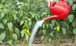 Düngemittel für Paprika: Was man im Freiland für Wachstum und Dicke düngen sollte