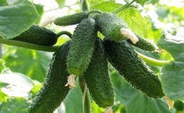 The best self-pollinating varieties of cucumbers for pickling and canning