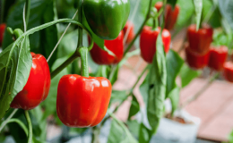 De beste hybridene og variantene av paprika for polykarbonatdrivhus