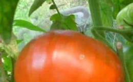 The most delicious tomato for lovers of large fruits: the King of Giants tomato - how to grow it yourself and where to use it