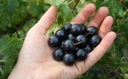 Review of the currant variety Black Pearl (pearl): pros and cons, characteristics, growing secrets