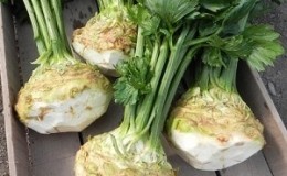 What are the features of apple celery and why is it worth growing?